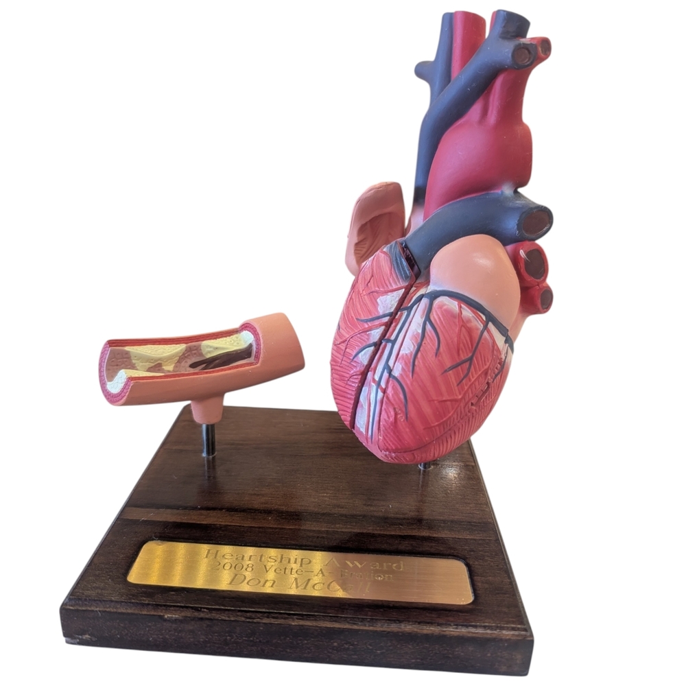 Anatomical Heart Model with Artery Cross-Section Display